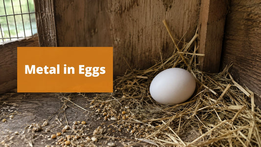 Do Heavy Metals in Chicken Feed Get Into Eggs Explained