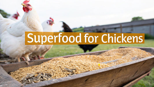 Dried BSF Larvae A Superfood Guide for Thriving Chickens
