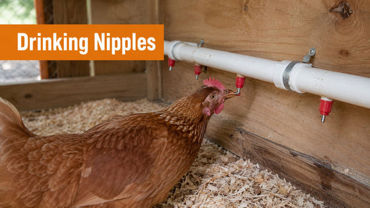 Drinking Nipples for Chickens: A Complete Setup Guide