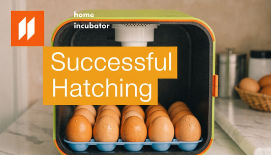 Successful Hatching: Eggs in the Incubator Guide