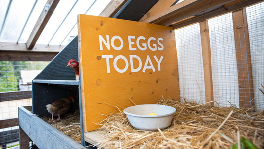 Why Did My Chickens Quit Laying Eggs