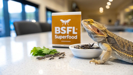 Black Soldier Fly Larvae for Bearded Dragons Guide
