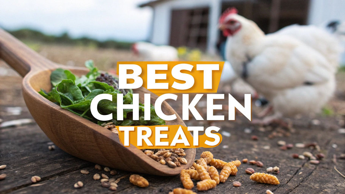 The Best Treats for Chickens Flock Owners Swear By