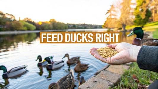 How to Feed Ducks The Right Way