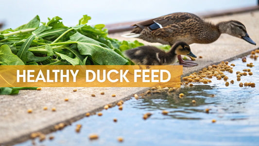 What to Feed Ducks for a Healthy Flock