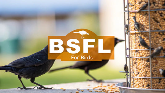 Black Soldier Fly Larvae for Birds A Complete Guide