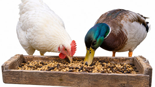 Feeding Ducks and Chickens: The Complete Guide