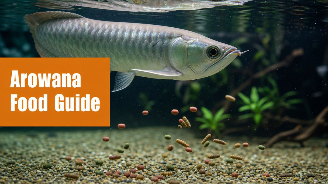 Best Food for Arowana Fish: Complete Care Guide