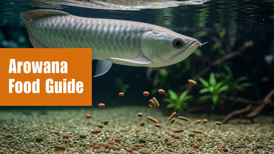 Best Food for Arowana Fish: Complete Care Guide