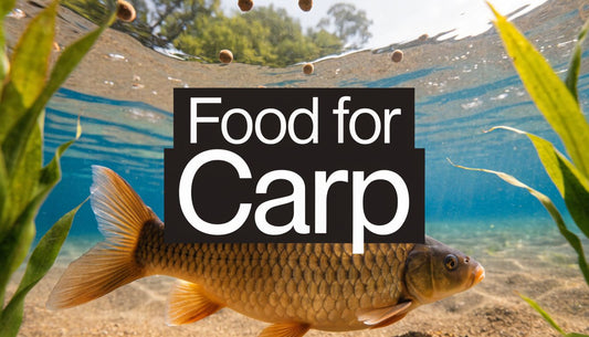 A Complete 2026 Guide to Food for Carp Fish