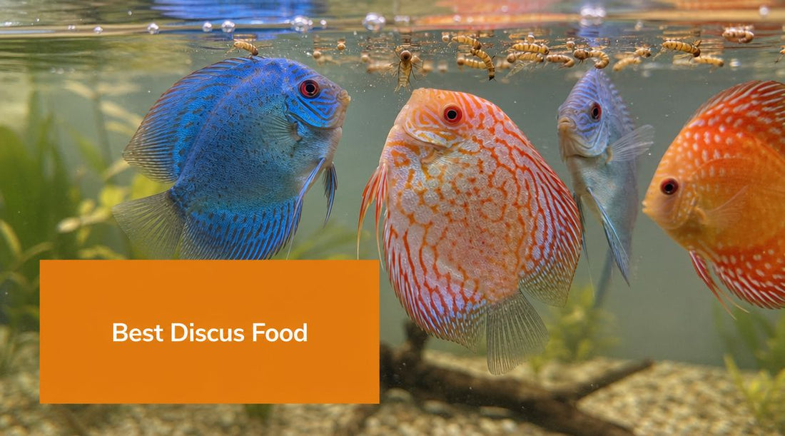 The Best Food for Discus Fish: A Complete Feeding Guide