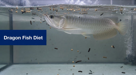 Best Food for Dragon Fish: A Complete 2026 Guide