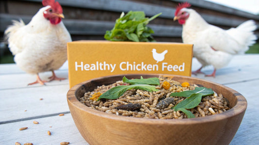 Good Things to Feed Chickens for a Happy, Healthy Flock