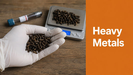 Heavy Metals in Imported Black Soldier Fly Larvae: A 2026