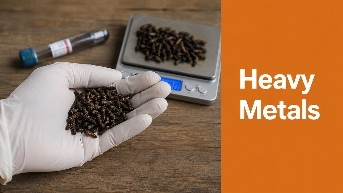 Heavy Metals in Imported Black Soldier Fly Larvae: A 2026