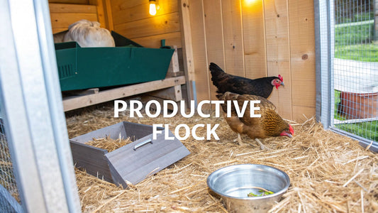 Hens Not Laying Eggs: Quick Fixes for a Productive Flock