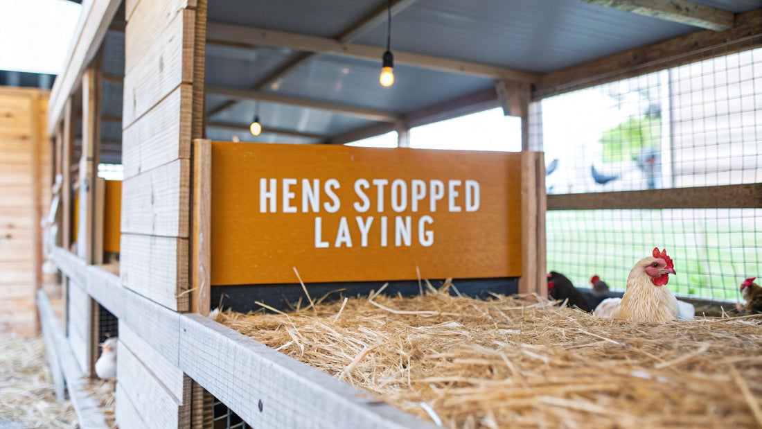Why Have My Hens Stopped Laying Eggs A Complete Troubleshooting Guide