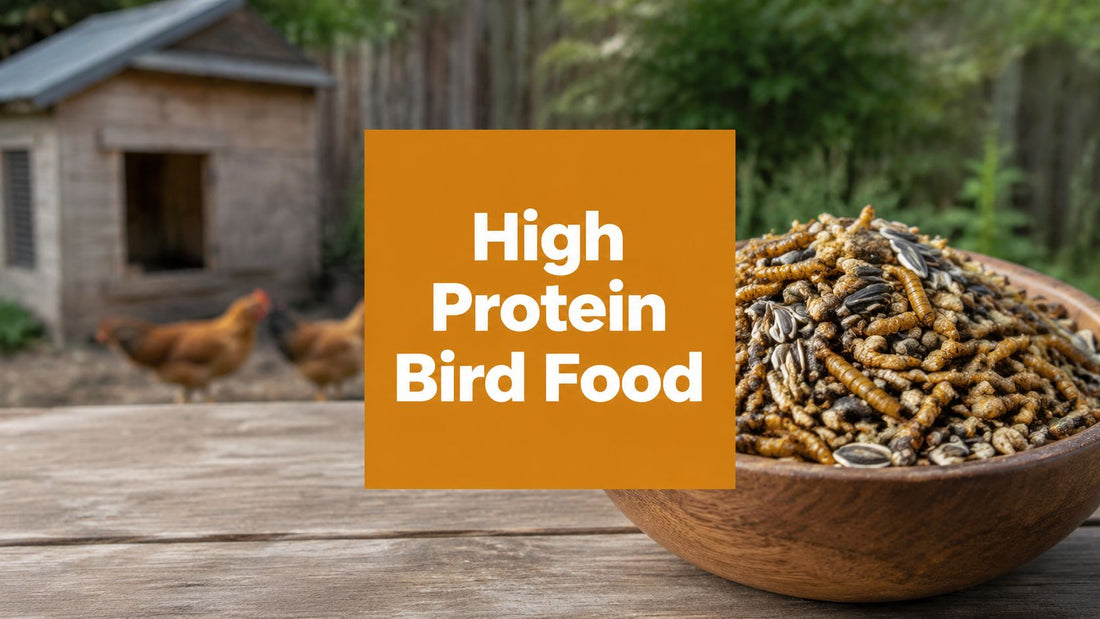 High Protein Bird Food: A Complete Feeding Guide for 2026