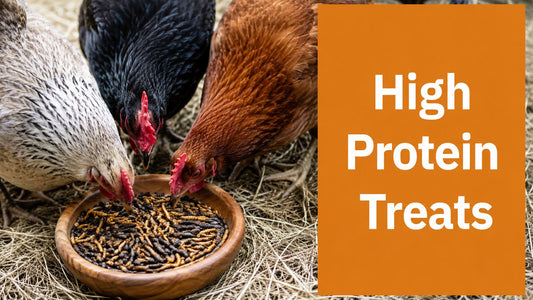 High Protein Chicken Treats: A Complete Feeding Guide