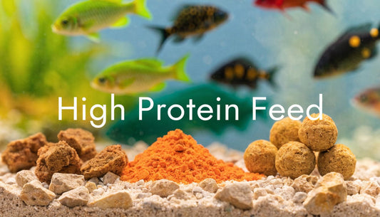 High Protein Food for Aquarium Fish: A Complete Guide