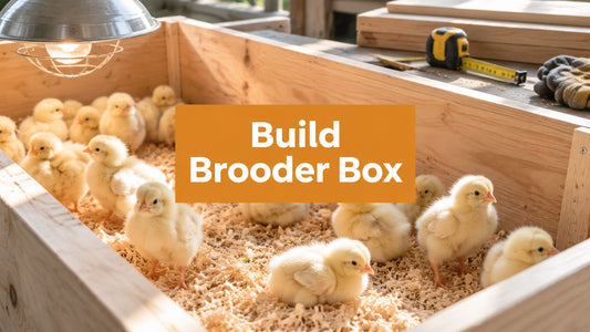 How to Build a Homemade Brooder Box for Chicks