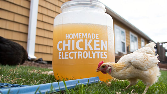 A Homesteader's Guide to Homemade Electrolytes for Chickens