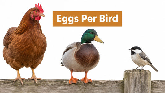 How Many Eggs Do Birds Lay? Species and Flock Guide
