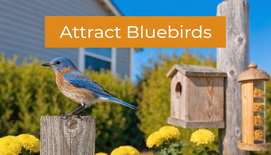 How To Attract Bluebirds To Backyard: A Complete Guide