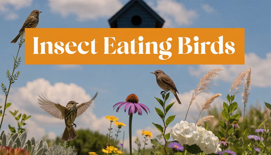 How to Attract Insect Eating Birds to Your Yard