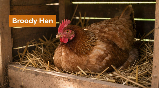 How to Deal with a Broody Hen: A Practical Guide