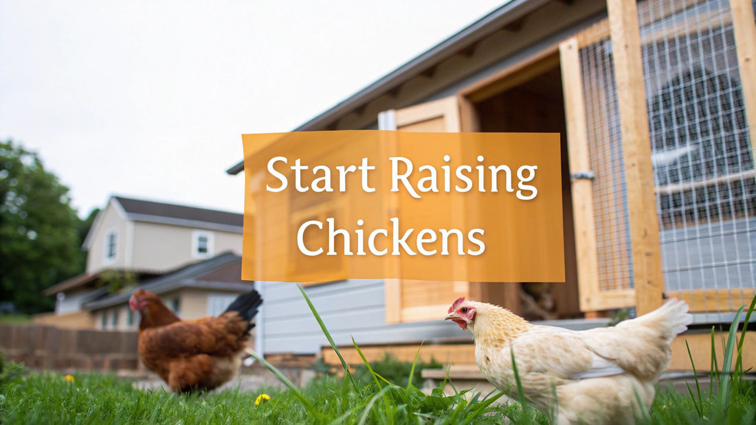How to Start Raising Chickens A Practical Beginner's Guide