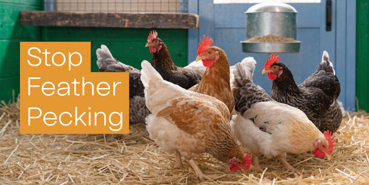 How to stop feather pecking in chickens: Stop Chicken Feathe