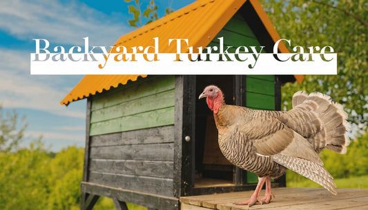 How to Take Care of Turkeys A Complete Backyard Guide