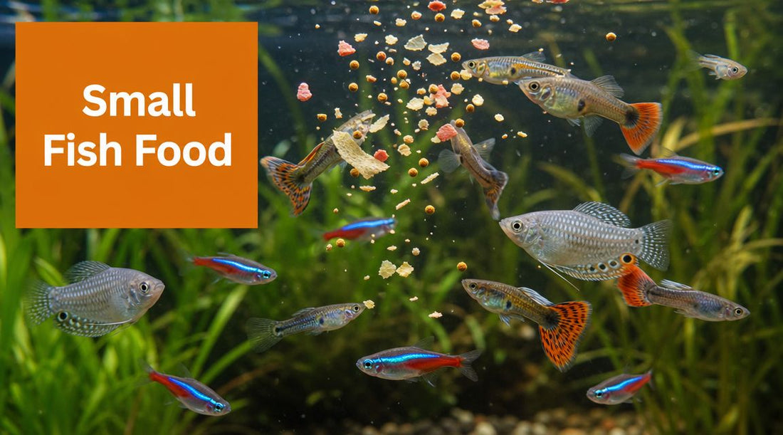 The Ultimate Guide to Food for Small Fish