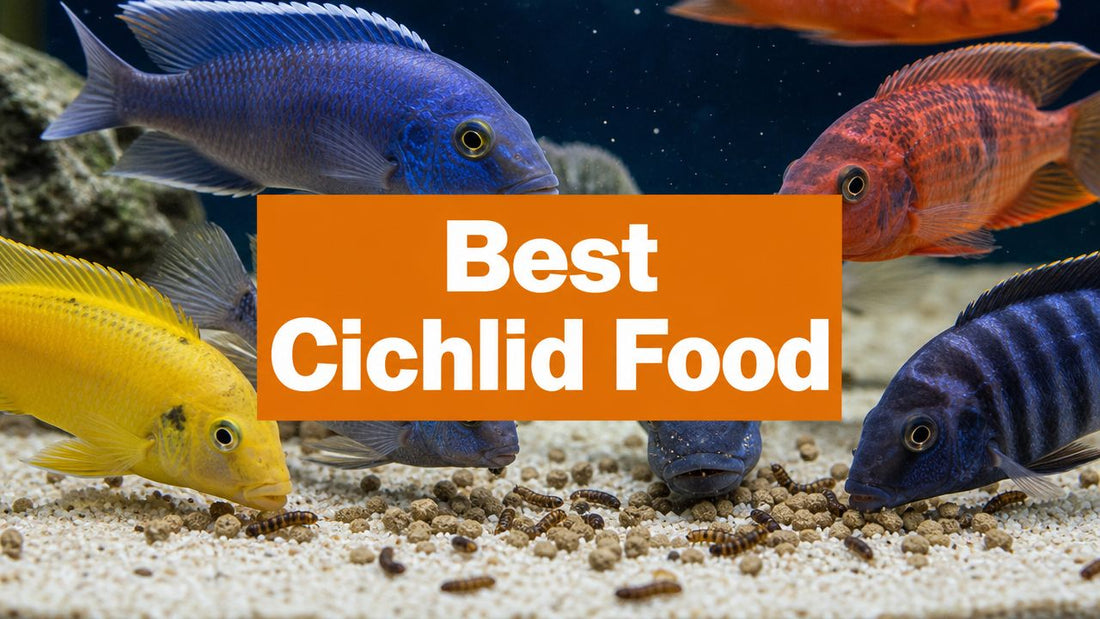 Best Food for Cichlid Fish: A Complete Feeding Guide