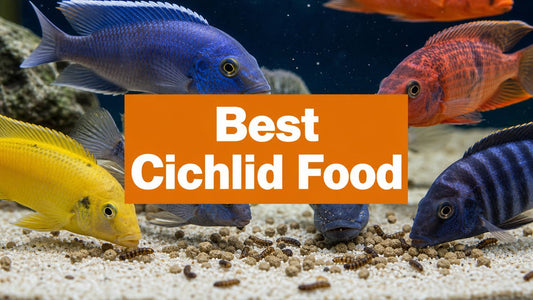 Best Food for Cichlid Fish: A Complete Feeding Guide
