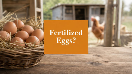 Is It Okay to Eat Fertilized Chicken Eggs? the Simple Truth
