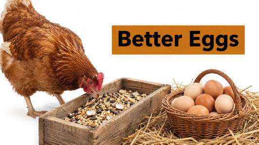 Comida De Gallina Ponedora: A Guide to Better Eggs