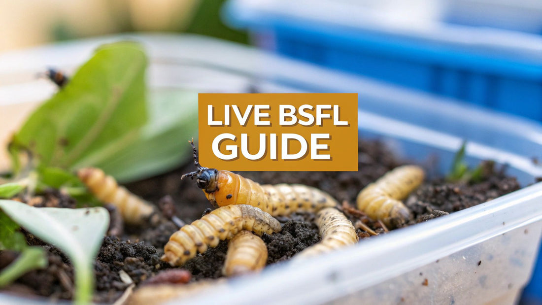 Discover live black soldier fly larvae: A Beginner's Guide