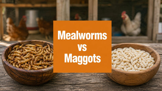 Mealworms vs Maggots: Best Larval Feed for Flocks