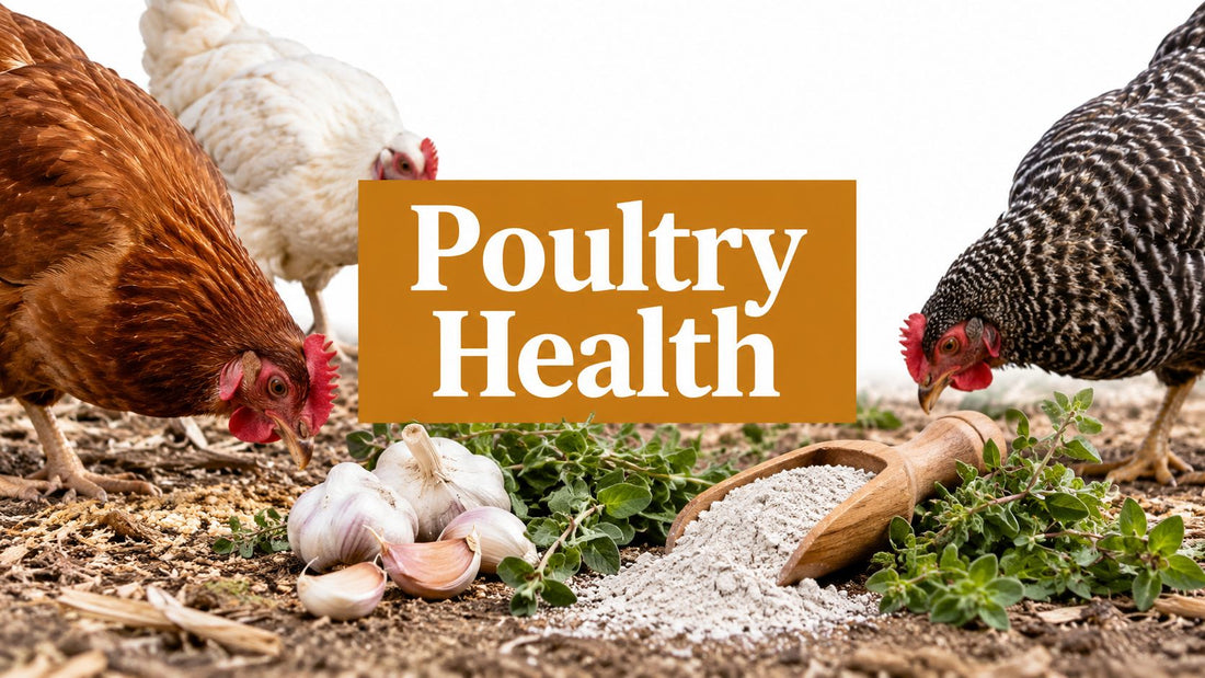 Natural Antiparasitic Supplements for Poultry Guide