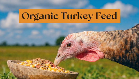 Mastering Organic Turkey Feed for Your Flock