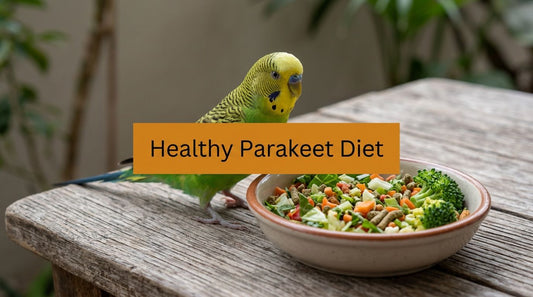 A Healthy Parakeet Diet: Your Complete Feeding Guide