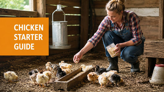 Raising Chickens for Beginners a Practical Starter Guide