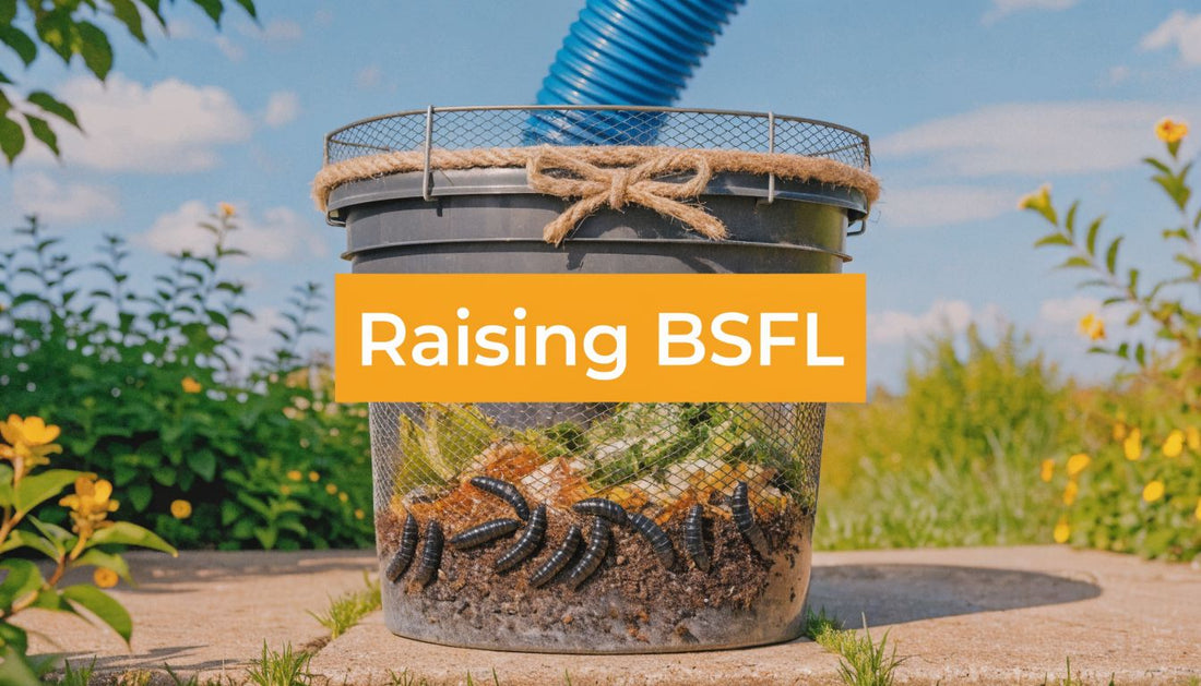 Raising Soldier Fly Larvae: A Complete Backyard Guide