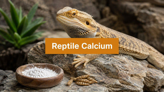 Reptile Calcium Supplements: A Practical Guide