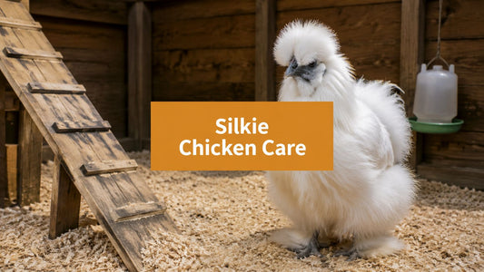 Silkie Chicken Care: The Complete Backyard Guide