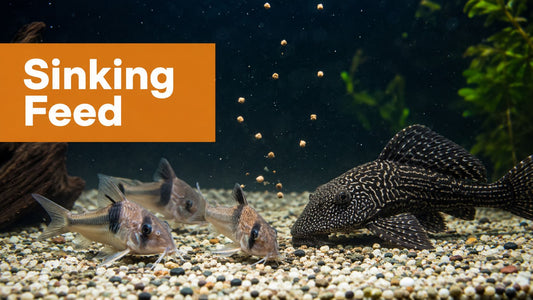 Sinking Feed for Fish: A Practical Guide to Types and Use