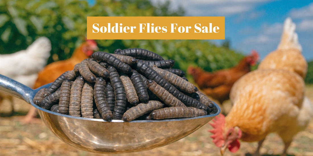 Soldier Flies for Sale: A Buyer's Guide for Healthy Flocks