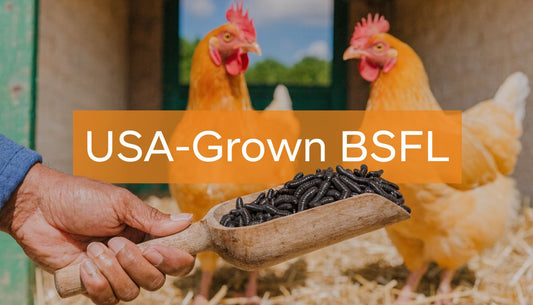 Soldier Fly Larvae for Chickens: Why USA-Grown BSFL Is Best